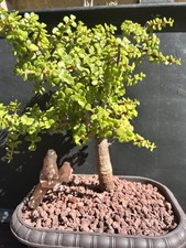 Portulacaria Afra  Elephant Bush  Bonsai Style Free Shipping Shape It.