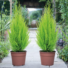 Italian Cypress Wilma Conifer Tree - 2 X Cupressus Plant