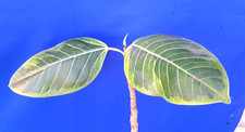 Ficus benghalensis Audrey Variegated Plant 22H Houseplant Tree RARE