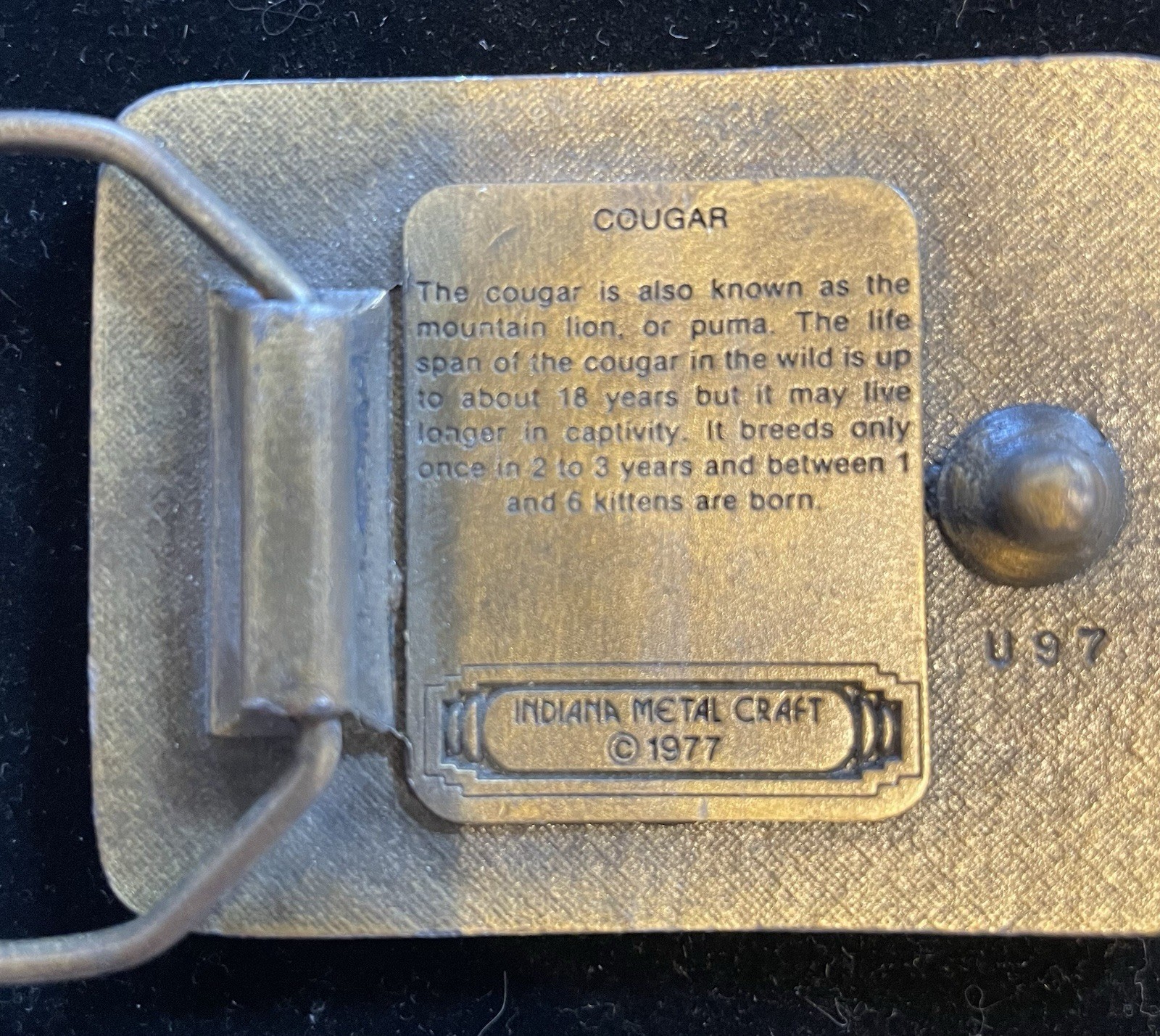 Vintage 1977 Cougar Indiana Metal Craft Belt Buckle thumbnail 8