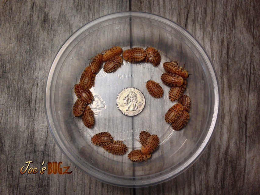 50 Large Discoid Roaches FREE SHIPPING Joe's BUGz eBay