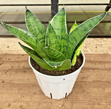 4" Golden Snake Plant Live   Sansevieria   Easy Care Indoor Houseplant