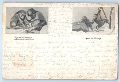 c1905 Monkey Before The Wedding And After The Wedding Humor Antique Postcard
