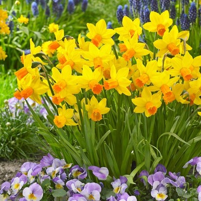 Garden State Bulb Cyclamineus Jetfire Mix Daffodil Flower Bulbs, 12/14cm