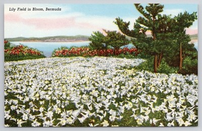 Bermuda Lily Field in Bloom Vintage Postcard Easter Lilies Yankee Store