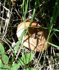MUSHROOM  IN THE FOREST 🍄 virtual digital photo picture card image #J024T Julia