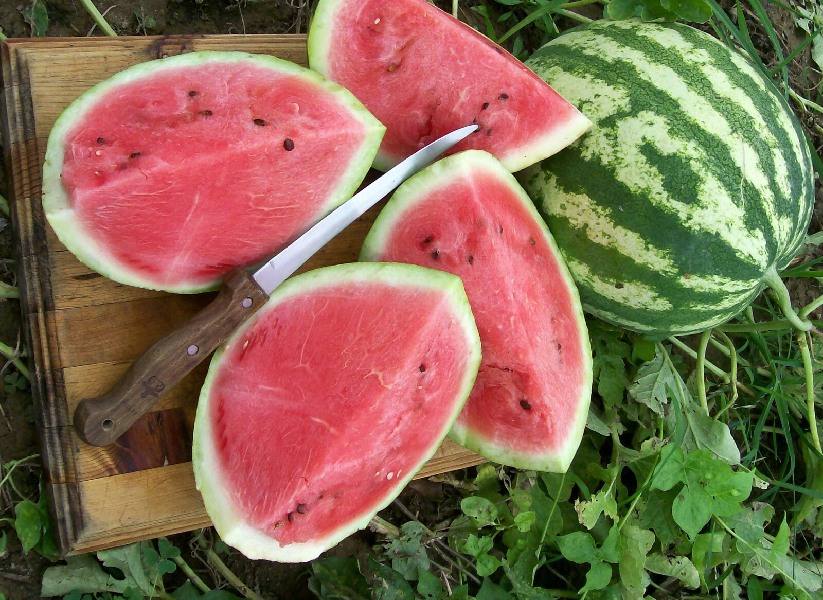 WATER MELON CRIMSON SWEET  60 SEEDS
