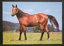 Cartolina cavalli, cartolina cavalli, cartoline cavalli corno 