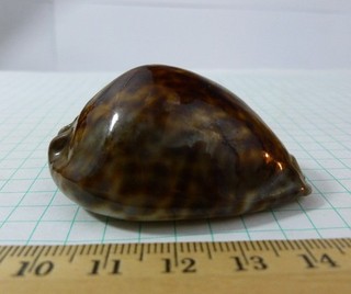 Nice Cypraea stercoraria F /F 56mm Senegal