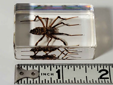Spider Specimen in Resin, EXACT ITEM PICTURED, Real Specimen