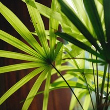 Lady Palm Tree 'Rhapis excelsa' Tropical Indoor Plant Seeds - 12 Seeds