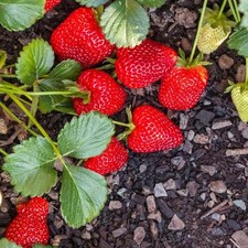 20 Seascape Strawberry Everbearing Bare Roots - Fragaria x ananassa