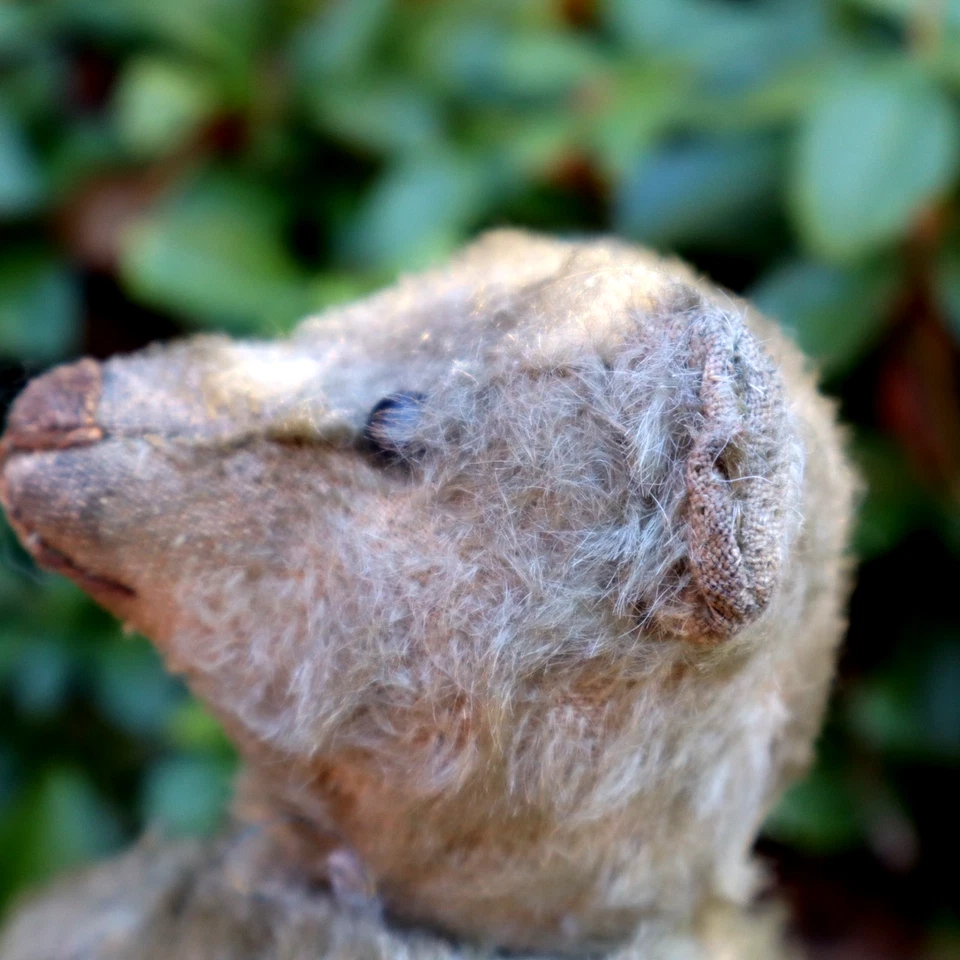 Antiguo oso de peluche STEIFF pequeño 8" excelentes garras jorobadas gris mohair articulado Foto 4 de 4