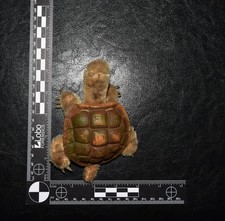 Vintage German Steiff Toy Mohair SLO Turtle Tortoise Original Button s117