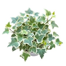 Variegated English Ivy Vine Plant, Climbing Vine Live, 4-7'' Tall, 4 in Pot