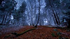 Landscape nature trees wood forest leaves branch fall Custom Gaming Mat Desk