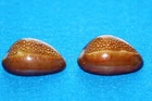 Cypraea Caputdraconis - pair