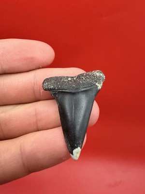 Authentic Mako Shark Tooth Fossil Venice Florida 1.63 