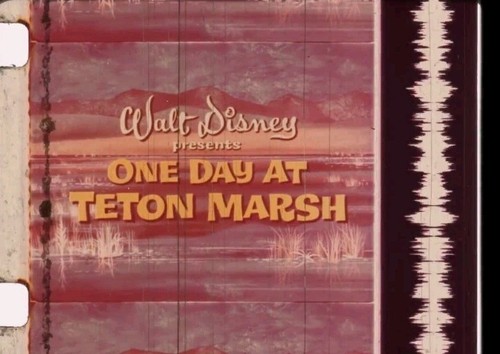 16MM Film One Day at Teton Marsh The Magical World Of Disney TV Episode IB Tech