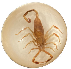 Real golden scorpion taxidermy felt bottom lucite/acrylic domed paperweight