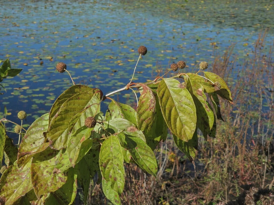 100+ Buttonbush Seeds (Cephalanthus occidentalis) | NON-GMO | Free shipping - Image 4 of 4