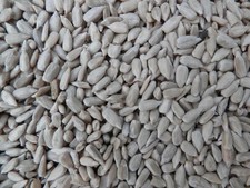 Sunflower Hearts 25Kg 2x12.55kg wild bird Premium Bakery Grade High Energy feed 1.81 per kilo