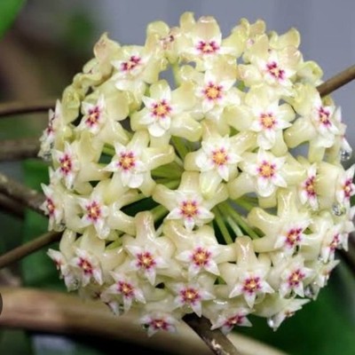 Hoya CV Citrina Rare Tropical Wax Plant