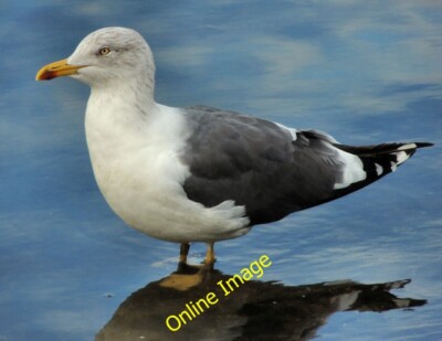 Photo 6x4 Lesser black-backed gull, Belfast Belfast County Borough It can c2012
