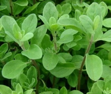 SWEET MARJORAM SEEDS 2000+ aroma HERB garden ANNUAL non-gmo FREE SHIPPING