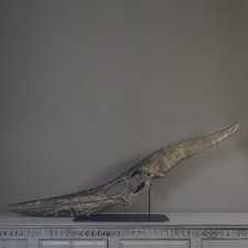 3d printed Pteranodon, flying reptile pterosaur skull fossil dinosaur 1:1