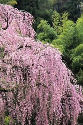 SEEDVILLE USA 10 WEEPING HIGAN CHERRY Tree Japanese Prunus Subhirtella Pendula Pink Flower See