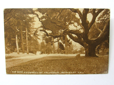 University of California Berkeley The Oaks Sepia Postcard 1911 Posted