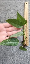 Cebu Blue Pothos Live Ivy Easy Care Plant Pothos Rooted Cuttings Home Potho Rare