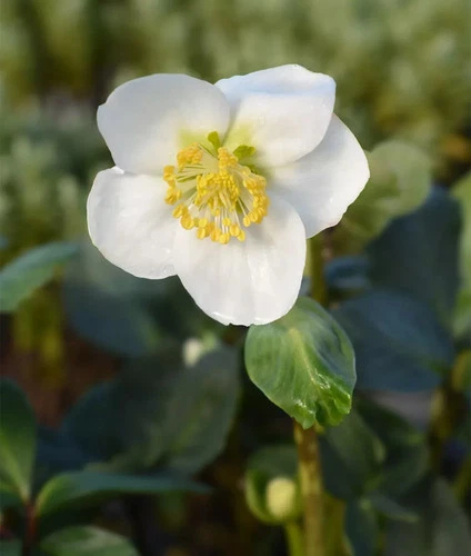 10 Helleborus Niger Seeds | Heirloom / Non GMO | ged_grow | Flower Seeds