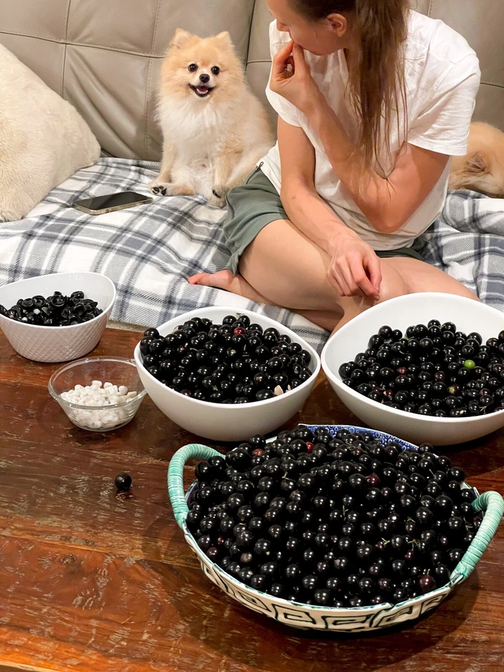 Jaboticaba Plinia Cauliflora Brazilian Sabara Grape Seedling Plant Fruit Tree - Image 4 of 4
