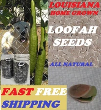 2023-2025 White or Black Vegetable  dishcloth Gourd Luffa Sponge Loofah Seeds US