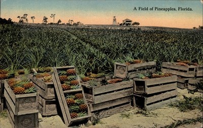 Field of Pineapples Florida vintage postcard n463