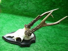 alter 6er Rehbock Rehgehörn Rehgeweih Geweih Ö36 Gehörn Krickerl Rehkrone Horn