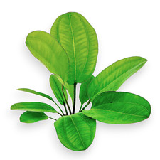 Echinodorus Horizontalis Mini Aquarium Plants Factory