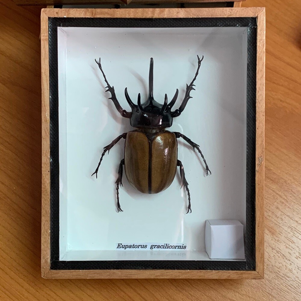 DeliciousTaylormade BeeAroundLil’BEEtle s-l1200.jpg