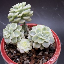 Echeveria Rare Echeveria ‘ Nicksana’ Variegated imported live succulent