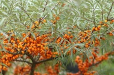 Sea Buckthorn, Seaberry (Hippophae rhamnoides), 50 seeds