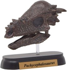 Dinosaur Pachycephalosaurus Skull Mini Model FDW-508 