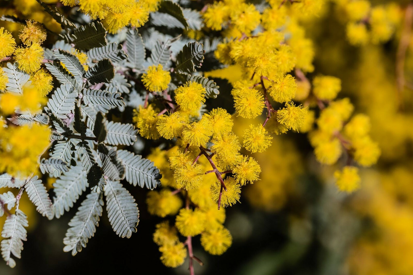 Acacia baileyana purpurea Cootamundra Wattle 30 seeds eBay