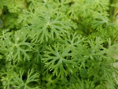 Ranunculus Inundatus, River Buttercup +EXTRA,  No Snail, No Algae