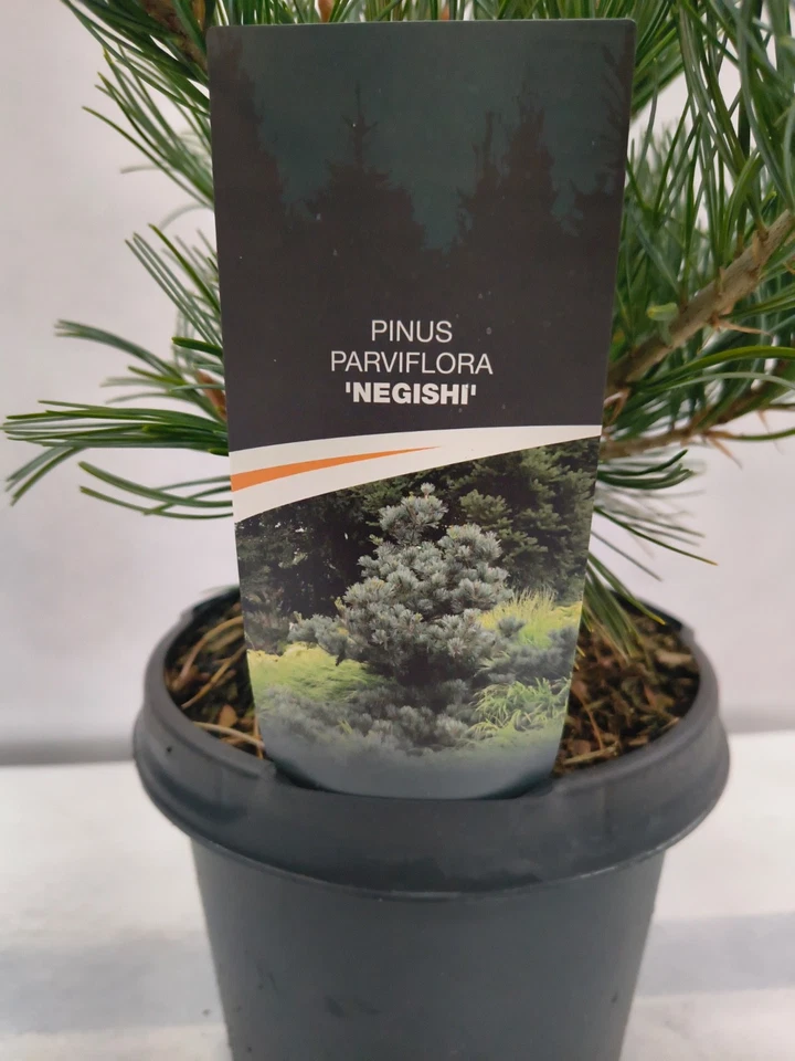 Pinus parviflora Negishi 35–45 cm Japanische Mädchenkiefer Bonsai winterhart - Bild 2 von 4