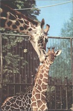 Bristol Zoo Giraffe & Baby Postcard UK Zoo Animal Love Scene