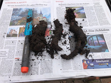 Roślina rabarbarowa z naturalnego ogrodu babci czerwonołodyga, stara odmiana do korzenia 26 cm!