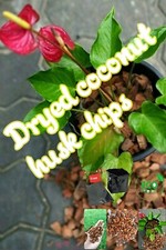 Coconut husk chips 100 Natural Clean Dry Organic fiber chips free shipping 500g