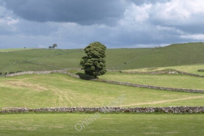 Photo 6x4 Tree, Stanshope Pasture Milldale From the same point as [[24803 c2011